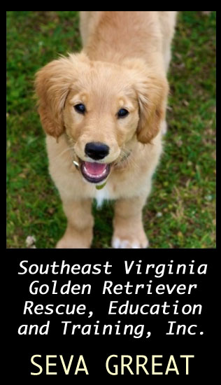 SEVA GRREAT - Adopt a golden